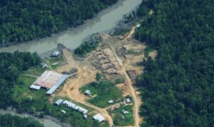 300 Ribu Hektar Hutan Papua Rusak Tiap Tahun